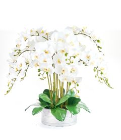 Spray of Elegance