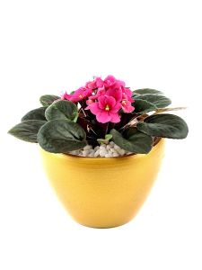 African Violet