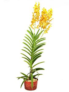 Mokara Chitti Yellow