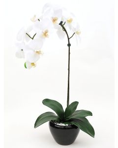 Orchid Arrangement B