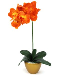 Orchid Arrangement G