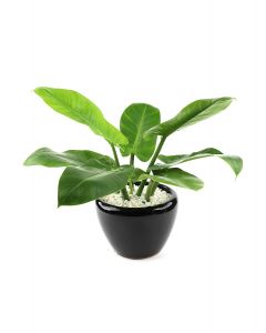 Philodendron Green