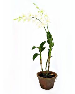Dendrobium Bon White