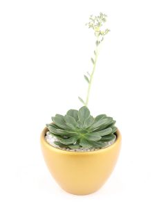 Succulents-028