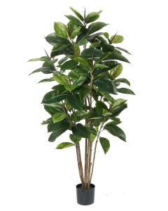 Rubber Tree Potted-5'