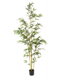 Yellow Bamboo Tree Mini Potted-5.5'