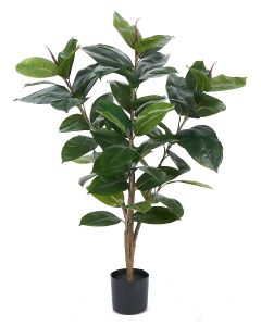 Rubber Tree Potted-3'