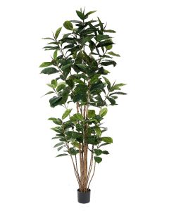 Rubber Tree Potted-7'