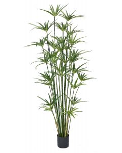 Cyperus Plant Potted-54"