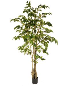 Classic Ficus Tree Potted-5'