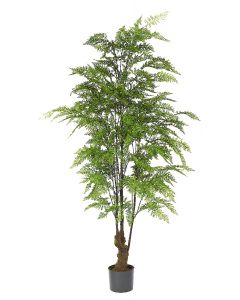 Fern Tree Potted-70" Ht