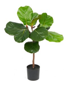 Ficus Lyrata Potted-90cm Ht