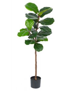 Ficus Lyrata Potted-120cm Ht