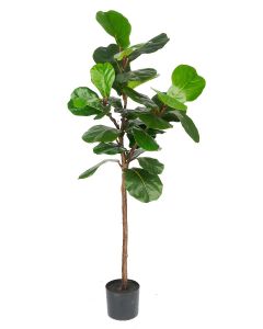 Ficus Lyrata Potted-150cm Ht