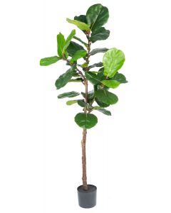 Ficus Lyrata Potted-160cm Ht